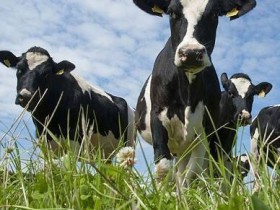 奶制品背后的地狱